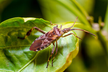 The western conifer seed bug (Leptoglossus occidentalis)