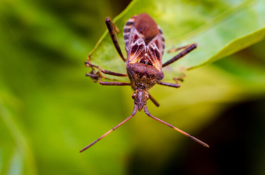 The western conifer seed bug (Leptoglossus occidentalis)