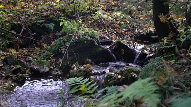 A little stream running vividly trough a dense green forest in Frohnau, Saxony