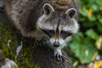 racoon on a tree trunk walks and looks © thomaseder
