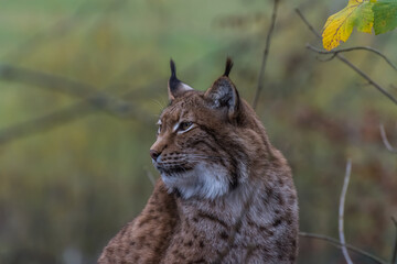 Naklejka na ściany i meble lynx sits and looks to the side in a zoo