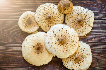 Macrolepiota procera, the parasol mushroom.