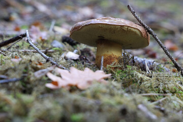 Beautiful boletus edulis mushroom in amazing green moss