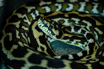 Morelia spilota cheynei, or the jungle carpet python