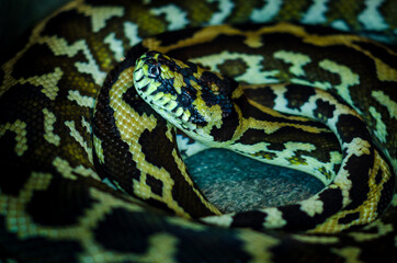 Fototapeta premium Morelia spilota cheynei, or the jungle carpet python