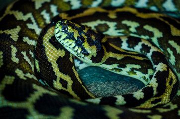 Morelia spilota cheynei, or the jungle carpet python