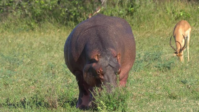 Hippopotamuses grazing at day time, on the banks of Lake Kariba, Zimbabwe