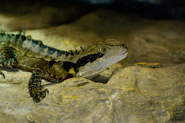 The Australian water dragon (Intellagama lesueurii)