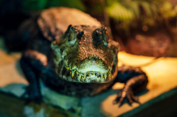The spectacled caiman (Caiman crocodilus), also known as the white caiman, common caiman.