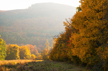 Fototapeta premium Barevný podzim na Slovácku