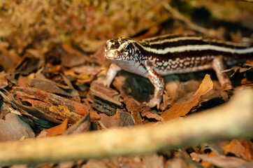 Zonosaurus quadrilineatus, the four-lined girdled lizard.