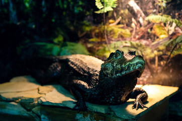 The spectacled caiman (Caiman crocodilus), also known as the white caiman, common caiman.