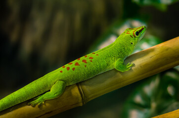 Phelsuma madagascariensis is a species of day gecko that lives in Madagascar.