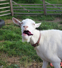 white goat eating beetroot funny animal in a pen on a farm