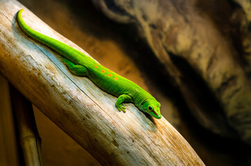 Naklejka na ściany i meble Phelsuma madagascariensis is a species of day gecko that lives in Madagascar.