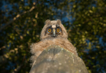 Baby Long-eared owl owl in the wood, sitting on tree trunk in the forest habitat. Beautiful small animal in nature
