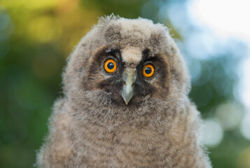 Baby Long-eared owl owl in the wood, sitting on tree trunk in the forest habitat. Beautiful small animal in nature