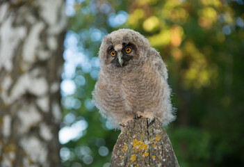 Baby Long-eared owl owl in the wood, sitting on tree trunk in the forest habitat. Beautiful small animal in nature