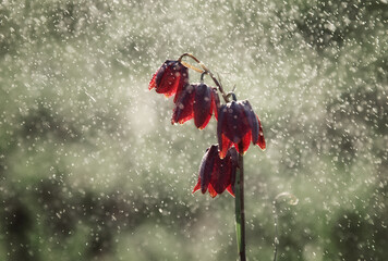 Flower the Hazel grouse plant with drops of water in spring.