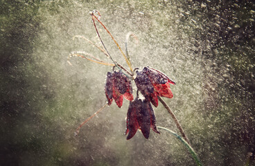 Flower the Hazel grouse plant with drops of water in spring.