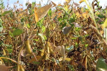 field with ripe forage plants for livestock legume peas in autumn