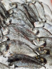 iced spar fish. dorado fish for food patterns