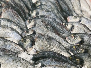 iced spar fish. dorado fish for food patterns