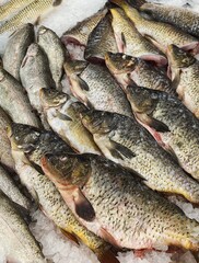 Carp fish on iced background