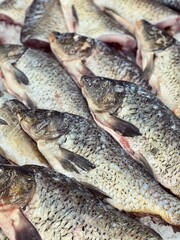 Carp fish on iced background