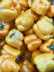 yellow pepper harvest close up