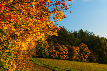 Naklejka premium Barevný podzim