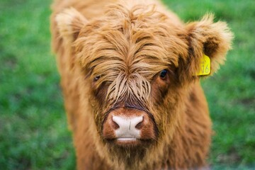 Fototapeta premium portrait of a cow