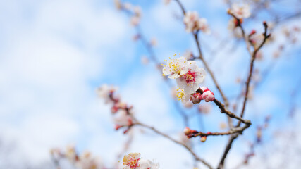 咲き始めの白梅