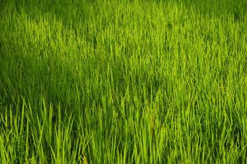 Close up green rice field background.