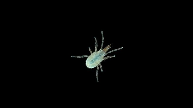 Acari (mite) Stratiolaelaps scimitus (Hypoaspis miles) under a microscope. Family Laelapidae. Predator, lives in the upper layers of the soil, preys on parasites and other ticks, as well as their