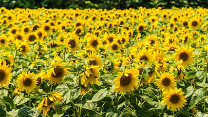 Obraz premium Flower with blurry background