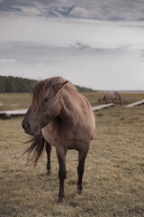 Obraz premium wild horses walking in nature.