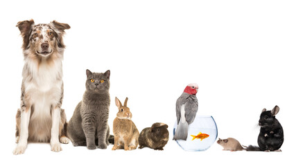 Group of different kind of pets, like cat, dog, rabbit, mouse, chinchilla, guinea pig, bird and...
