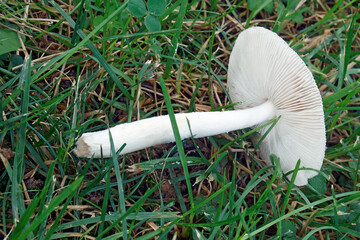 Grisette mushroom (Amanita vaginata)