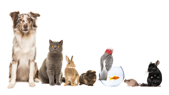 Group Of Different Kind Of Pets, Like Cat, Dog, Rabbit, Mouse, Chinchilla, Guinea Pig, Bird And Fish On A White Background With Space For Copy