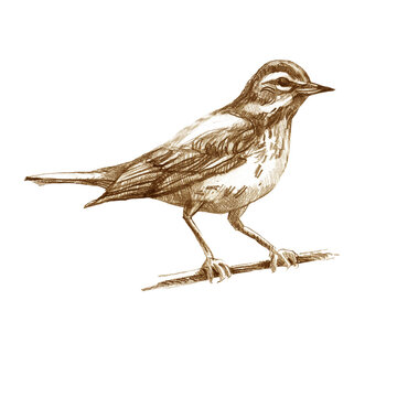 recommend clip art: Pencil illustration thrush. Sitting forest bird drawn with brown pencil. Sepia.