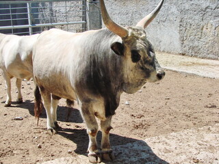 An unusually beautiful breed of Ukrainian cows, which today you can hardly find in Ukrainian...