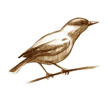 recommend clip art: Pencil illustration Oriole. Sitting forest bird drawn with brown pencil. Sepia.