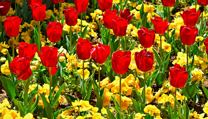 Obraz premium Red tulips with yellow flowers in the background