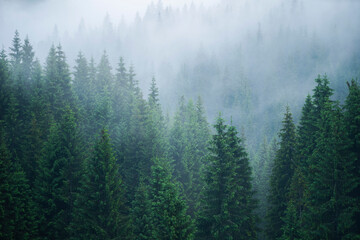 Forest details and textures in the mist - Apuseni Natural Park, Western Carpathians, Romania
