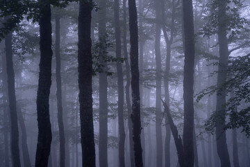 Fototapeta na wymiar Dark and spooky forest from the Apuseni Natural Park, Western Carpathians, Romania
