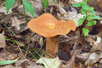 Peck's milky (Lactarius peckii). Called Peck's milky cap also