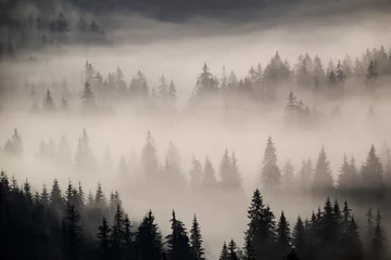 Wandcirkels Mistig bos Ochtendnevels uit het natuurpark Apuseni, Westelijke Karpaten, Roemenië  © Horia