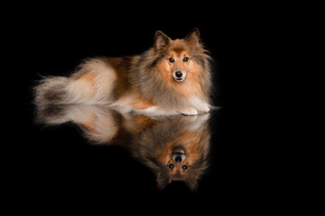 Shetland sheepdog lying down looking at the camera on a black black background with reflection seen...
