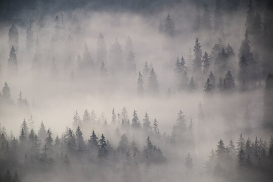Morning mists from the Apuseni Natural Park, Western Carpathians, Romania © Horia